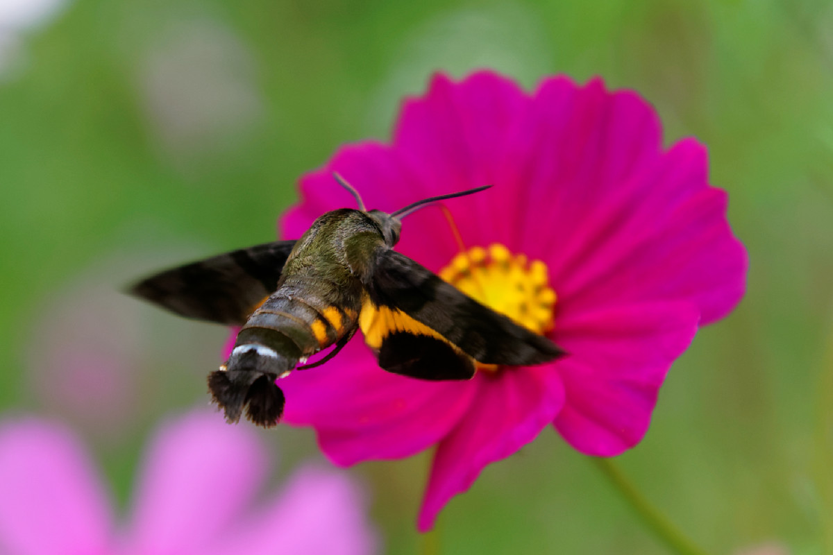 蜂雀 ホウジャク とコスモス 正統な公式サイト 花園むさしの浄苑 慌ただしい日常から離れ心を癒やす自然環境と季節の野鳥ときれいな夜景