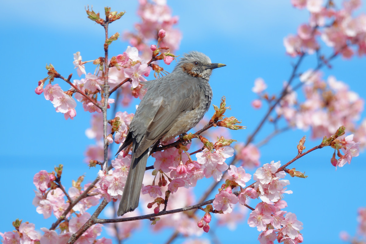 河津桜とヒヨドリ 公式サイト 花園むさしの浄苑 埼玉県北部児玉郡美里町の霊園墓地 永代供養墓 合祀墓