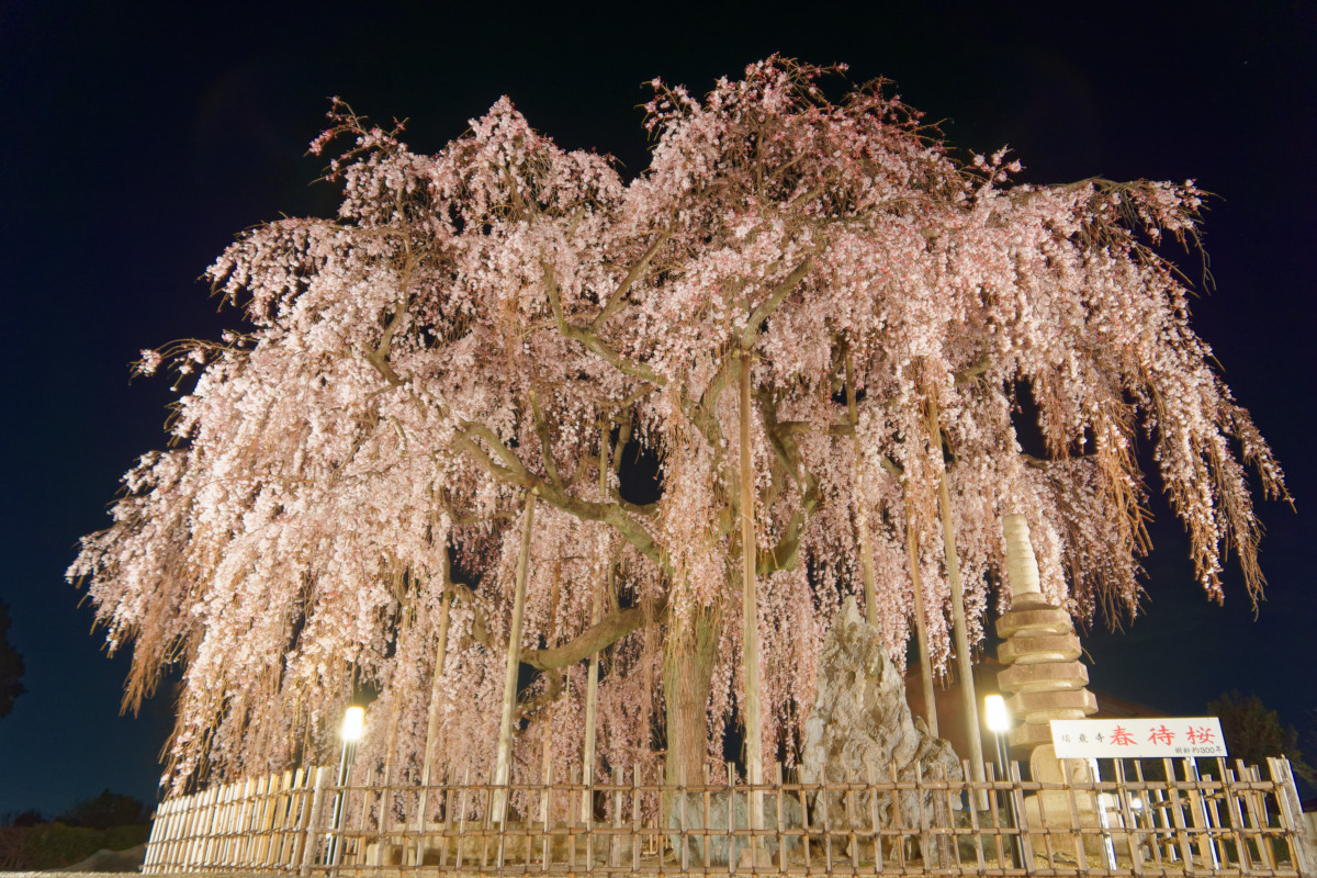 埼玉県児玉郡神川町　臨済宗妙心寺派瑞巌寺　夜桜ライトアップ